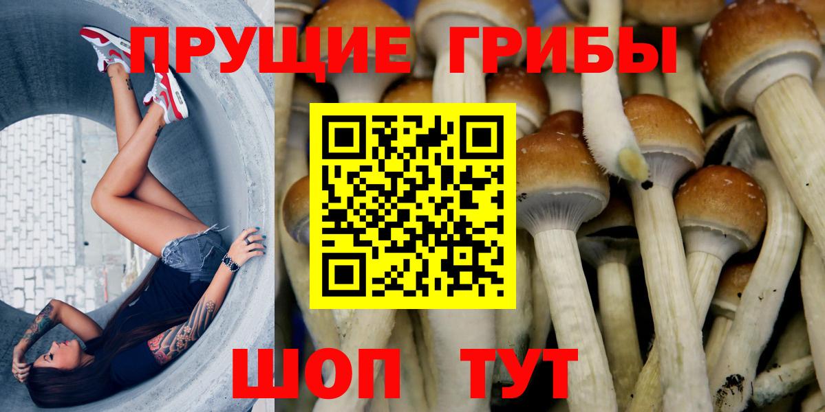 Зеленогорск  Псилоцибиновые грибы MAGIC MUSHROOMS  Вход с VPN 